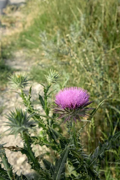 Květina Bodlák Mariánský Silybum Marianum — Stock fotografie