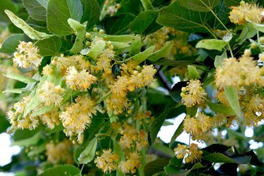 Linden Ağacı (kireç ağacı) ıhlamur çiçeği