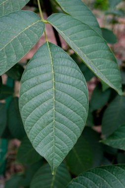 Büyük yeşil bir ceviz yaprağı. Yaz dikey arkaplanı