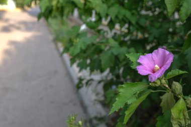 Violetta Bluchender Hibiskus. Kırım 'da çiçekler.