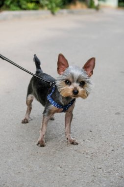 Küçük Yorkshire Teriyeri yürüyüşe çıktı. York köpeği.