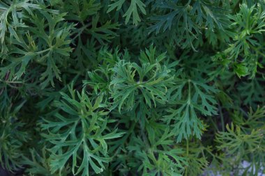 Yeşil çimen arka planı. Yeşil dikenler ve çimenler. Orman ekolojisi. Vahşi yaşam, vahşi yaşam. Dünya Günü. Koruma, ekoloji, çevre kavramı