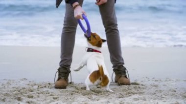 plaj yavaş hareket üzerinde köpeğiyle oynayan genç adam