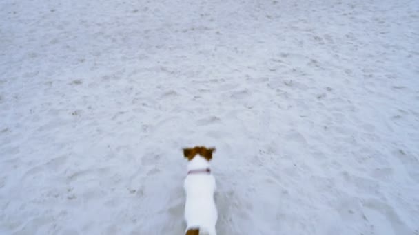 Cão correndo atrás de algumas gaivotas em uma praia no nascer do sol câmera lenta — Vídeo de Stock