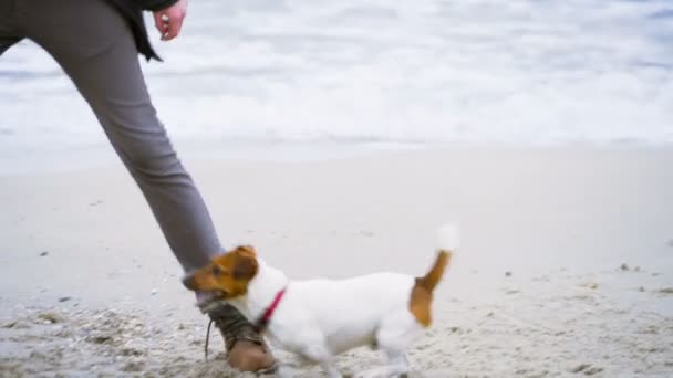 若い男が彼の犬とビーチで遊んでクローズ アップ スローモーション — ストック動画