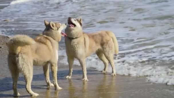 Två husky hundar i ett vatten på stranden slow motion — Stockvideo