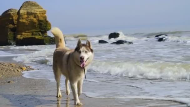 Собака породы хаски, гуляющая по воде на пляже — стоковое видео