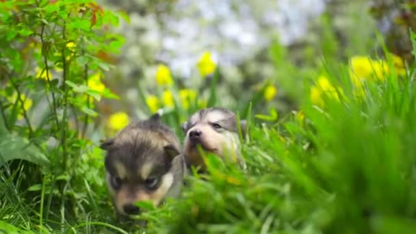 Twee schattige kleine malamute pups zitten in het groen gras Slowmotion — Stockvideo