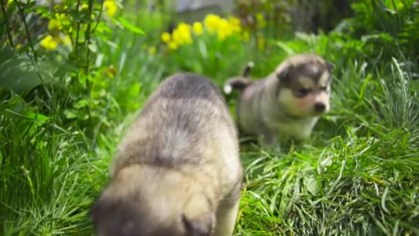 Lindos cachorros malamute caminando en el jardín cámara lenta — Vídeo de stock