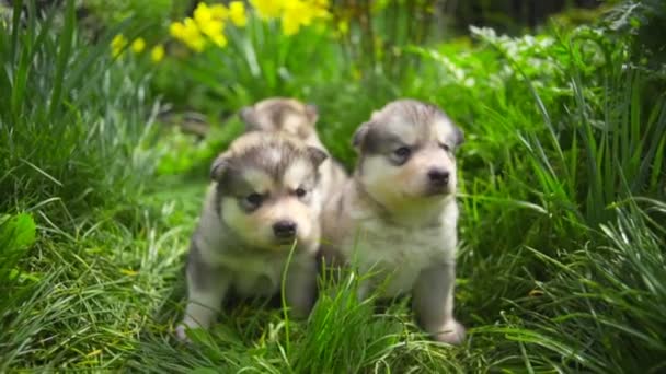 Drie schattige kleine malamute pups zitten in het groen gras Slowmotion — Stockvideo