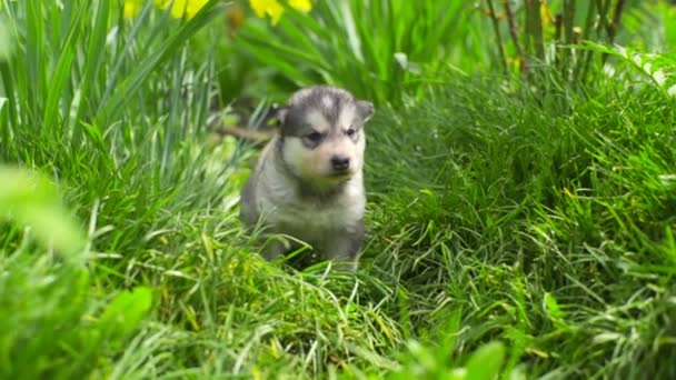 Schattig malamute puppy wandelen in de tuin Slowmotion — Stockvideo