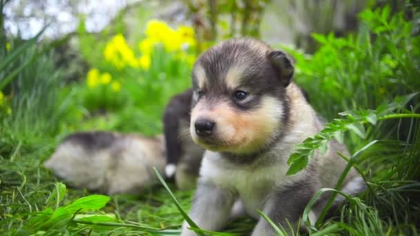 Lindos cachorros malamute recién nacidos en el jardín cámara lenta — Vídeo de stock
