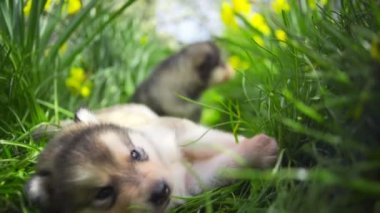 tatlı uykulu malamute köpekler yeşil çim yavaş hareket