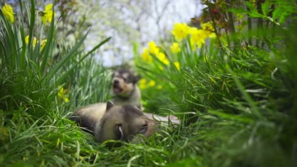 Сонные щенки маламута в зеленой траве замедленной съемки — стоковое видео