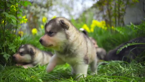 Cute newborn malamute puppies in the garden slow motion — Stock Video
