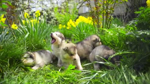 Beş yeni doğan malamute köpekler bahçe yavaş hareket — Stok video