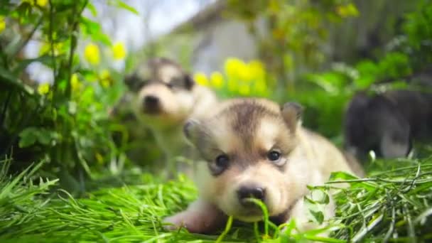 Χαριτωμένο νεογέννητο malamute κουτάβια σε το κήπων αργή κίνηση — Αρχείο Βίντεο