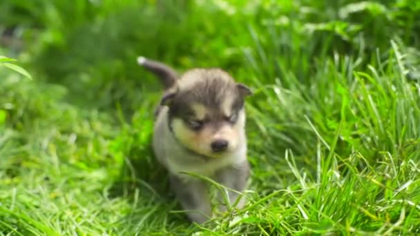 Malamute ładny szczeniak spaceru w ogrodzie zwolnionym tempie — Wideo stockowe