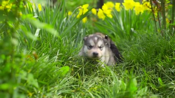 Zwei süße kleine Malamut-Welpen sitzen im grünen Gras in Zeitlupe — Stockvideo