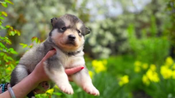 Cute malamute puppy in female hands with garden in background slow motion — Stock Video