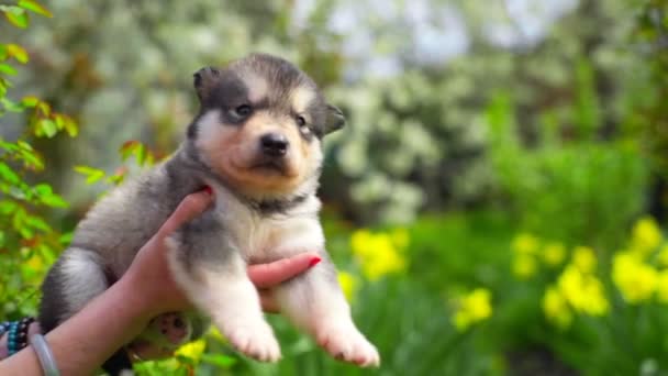 Schattig malamute puppy in vrouwelijke handen met tuin in slowmotion achtergrond — Stockvideo