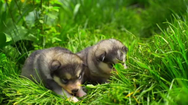 Δύο χαριτωμένο μικρό malamute κουτάβια κάθεται στο πράσινο γρασίδι αργή κίνηση — Αρχείο Βίντεο