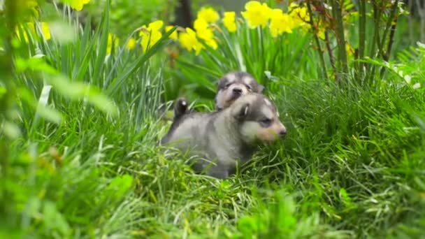 Dos cachorros malamute poco lindo sentado en la hierba verde cámara lenta — Vídeo de stock