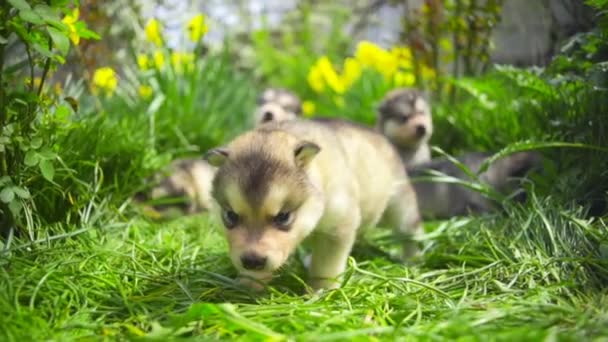 Πέντε νεογέννητο malamute κουτάβια σε το κήπων αργή κίνηση — Αρχείο Βίντεο