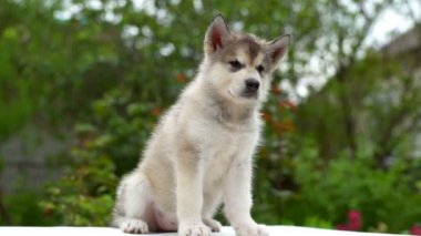 arka plan ağır çekimde bir bahçeli oturan küçük şirin köpek yavrusu malamute