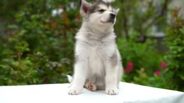 arka plan ağır çekimde bir bahçeli oturan küçük şirin köpek yavrusu malamute