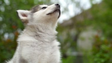 Sakin köpek yavrusu malamute bahçe yavaş çekimde kapatın