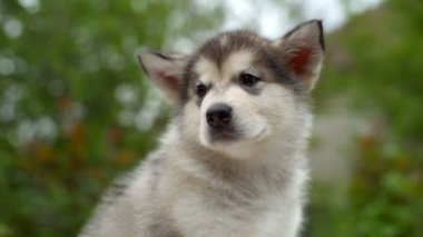 Sakin köpek yavrusu malamute bahçe yavaş çekimde kapatın