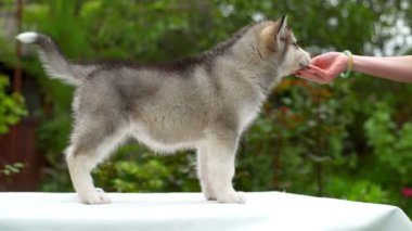 kabarık malamute köpek kuyruğu wags ve nuzzles el ağır çekim