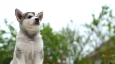 Sakin köpek yavrusu malamute bahçe yavaş çekimde kapatın