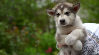 şirin tüylü köpek malamute kişi Bahçe ağır çekimde eller