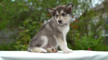 şirin köpek yavrusu malamute bahçe yavaş beyaz sayfa üzerinde oturan
