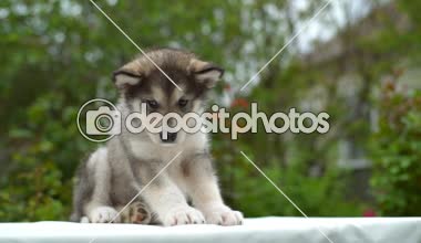 şirin köpek yavrusu malamute bahçe yavaş beyaz sayfa üzerinde oturan