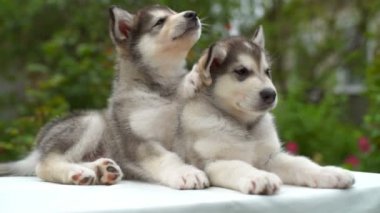 Bahçe ve esneme beyaz kağıda iki uykulu malamute köpekler yalan