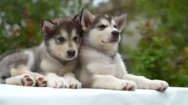 iki sakin kukla malamute bahçe yavaş beyaz kağıda kapatın