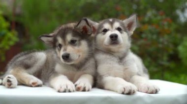 Bahçe yavaş beyaz kağıda iki uykulu malamute kukla