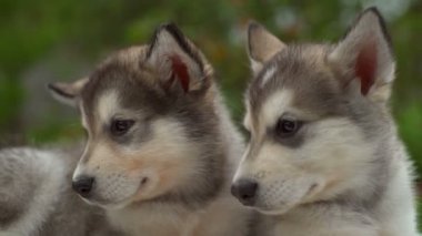 Sakin kabarık malamute köpekler bahçe yavaş çekimde kapatın