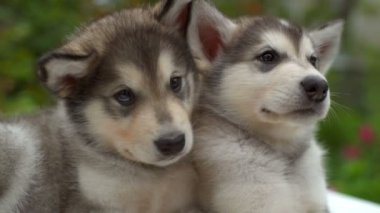 Sakin kabarık malamute köpekler bahçe yavaş çekimde kapatın