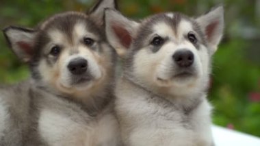 Sakin kabarık malamute köpekler bahçe yavaş çekimde kapatın