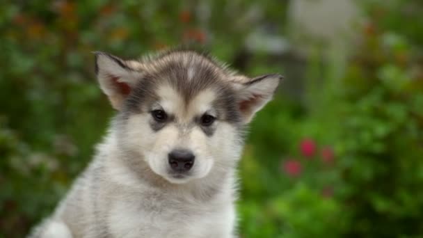 Primer plano calmo cachorro malamute en el jardín cámara lenta — Vídeos de Stock