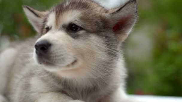 Vicino soffice cucciolo malamuto in giardino slow motion — Video Stock