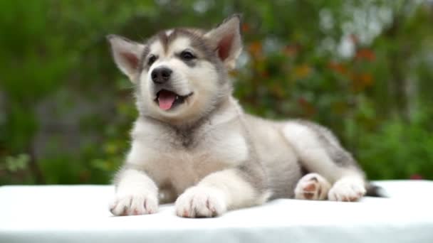 Puppy malamute lies on white sheet in garden and yawns slow motion — Stock Video