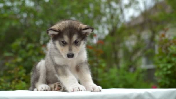 庭のスローモーションで白いシートの上に座ってかわいい子犬マラミュート — ストック動画