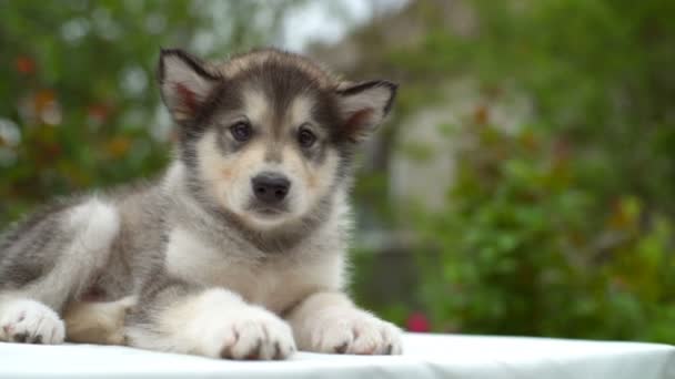 Small cute puppy malamute lies on white sheet in garden slow motion — Stock Video