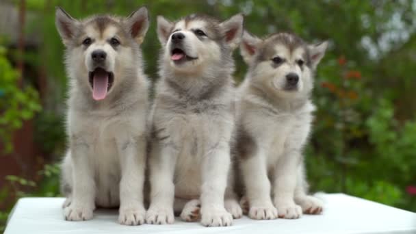 Três filhotes de cachorro malamute bonito bocejando um por um no jardim câmera lenta — Vídeo de Stock