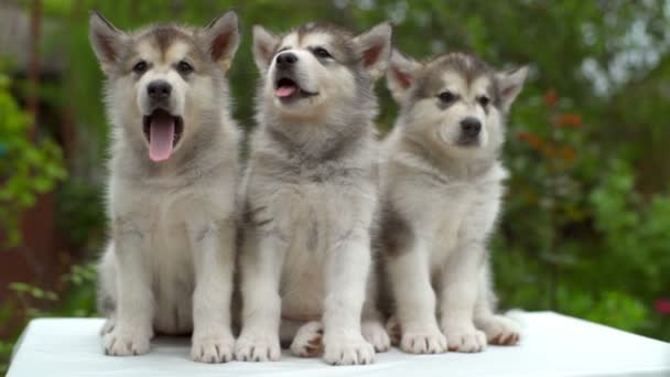 Tre söta malamute hundvalp gäspningar en och en i trädgården slow motion — Stockvideo